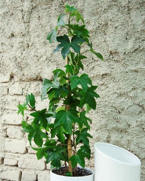 آرالیای برگ پهن ژاپنی برای تزیین فضاهای عمومی در کتابخانه‌ها و مراکز علمی