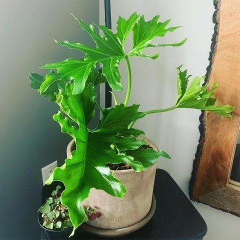 فیلودندرون برگ انجیری گیاهی عالی برای طراحی مطب