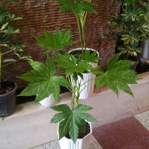 خرید آرالیای برگ پهن ژاپنی برای دکوراسیون داخلی کافه‌ها و رستوران‌ها