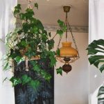 خرید پاپیتال برای استفاده در فضای سبز مطب