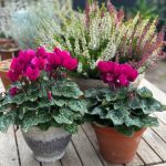 سفارش گل سیکلامن برای هدایای ویژه