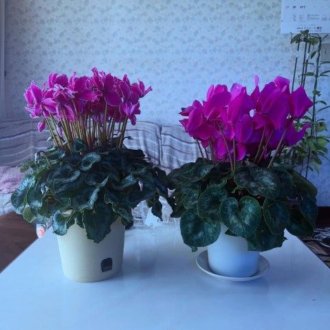 خرید گل نگون سار برای فضاهای باز و حیاط‌ها
