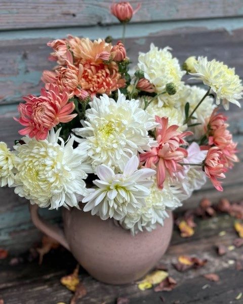 گل داوودی برای استفاده در فضای مراسم‌های رسمی