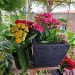گیاه کالانکوئه برای ایجاد دکور طبیعی در اتاق خواب