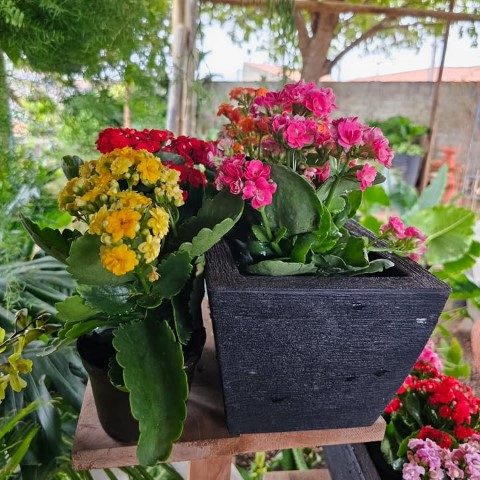 گیاه کالانکوئه برای ایجاد دکور طبیعی در اتاق خواب