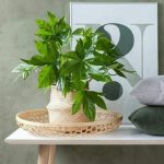 استفاده از آرالیای برگ پهن ژاپنی برای ایجاد محیطی آرام در سالن‌های ماساژ