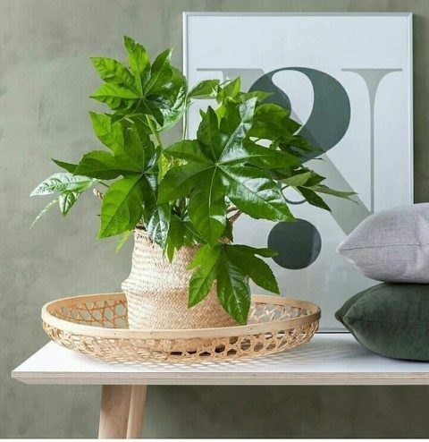 استفاده از آرالیای برگ پهن ژاپنی برای ایجاد محیطی آرام در سالن‌های ماساژ