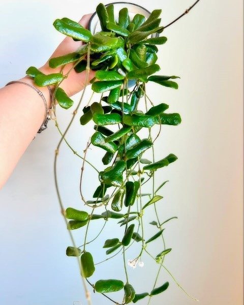 سفارش گیاه شمعی برای اتاق خواب