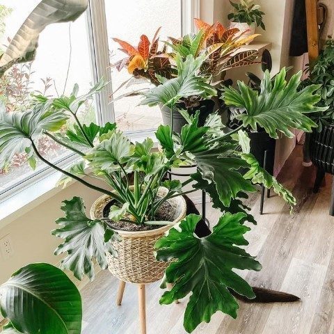 فیلودندرون برگ انجیری برای طراحی اتاق کار