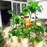 خرید آرالیای برگ پهن ژاپنی برای تزئین فضای داخلی سالن‌های اجتماعات