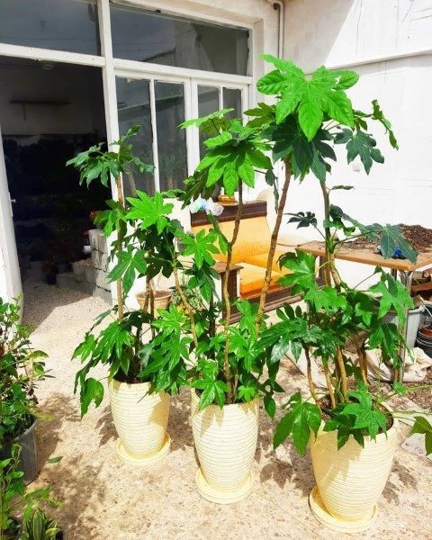 خرید آرالیای برگ پهن ژاپنی برای تزئین فضای داخلی سالن‌های اجتماعات