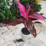 خرید گیاه کردیلین برای طراحی فضای داخلی آشپزخانه