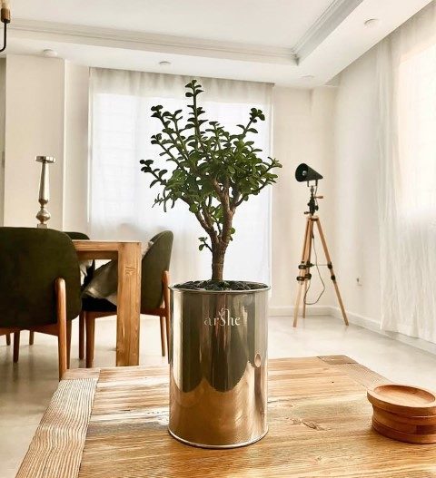 گیاه کراسولا خرفه‌ای برای ایجاد فضای سبز خاص