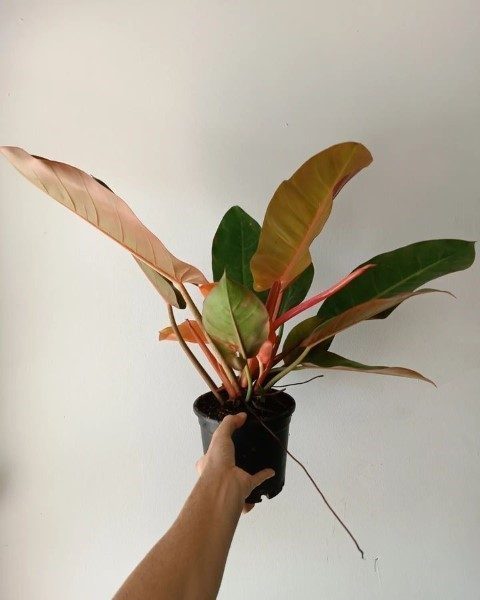 خرید فیلودندرون شاهزاده برای افزودن فضای سبز به محیط کار