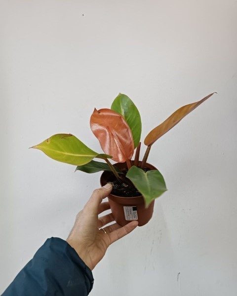 استفاده از فیلودندرون شاهزاده برای تزئین فضای کنار پنجره