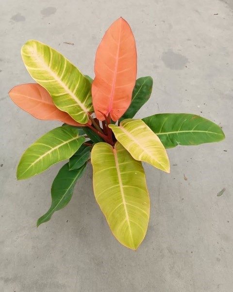 خرید فیلودندرون شاهزاده برای افزودن رنگ سبز به فضای کار
