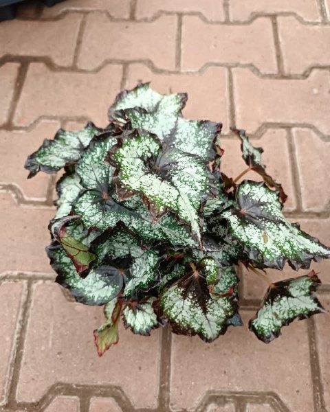خرید بگونیا رکس برای استفاده در فضای داخلی گالری‌ها