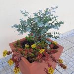 گیاه اکالیپتوس مناسب برای محیط‌های با فضای سبز زیاد
