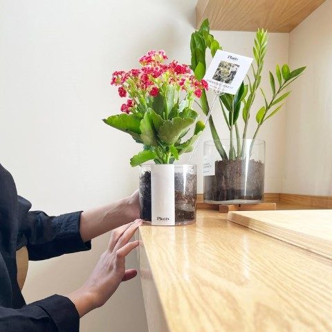 خرید کالانکوئه برای دکور فضاهای تجاری