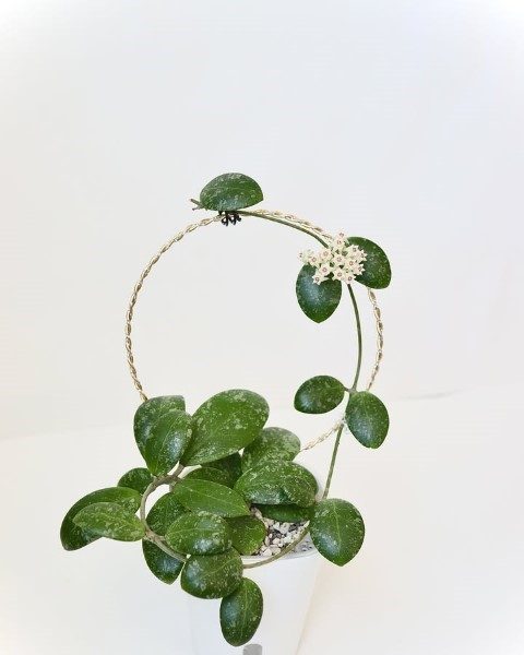 گیاه شمعی برای فضاهای تجاری