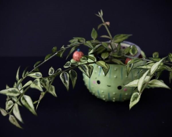 گل هویا برای افزودن رنگ به فضای پذیرایی