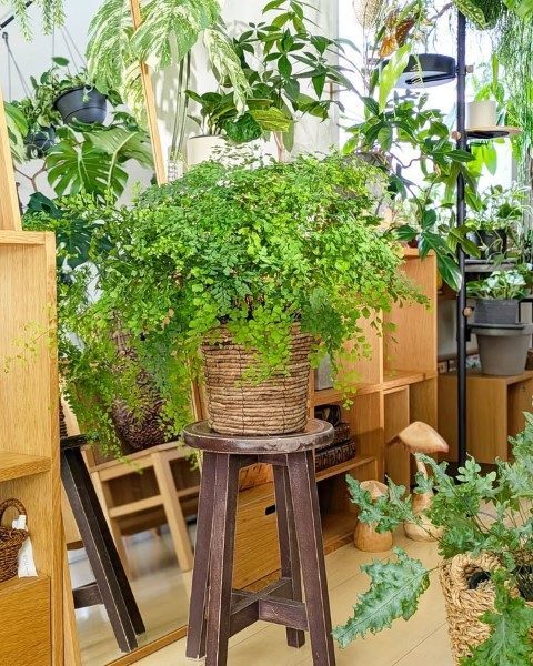 خرید پرسیاوشان برای فضای سبز مغازه‌های لوازم خانگی