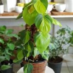 فیلودندرون برگ قلبی برای فضاهای با نور ملایم