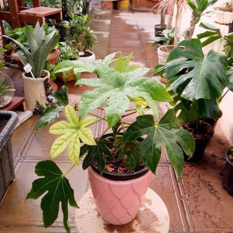 آرالیای برگ پهن ژاپنی برای افزودن رنگ و طراوت به فضای داخلی شرکت‌ها