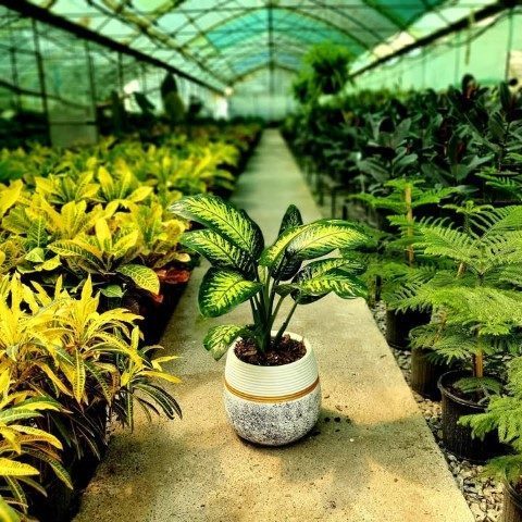 دیفن باخیا مناسب برای استفاده در محیط‌های درمانی و بهداشتی