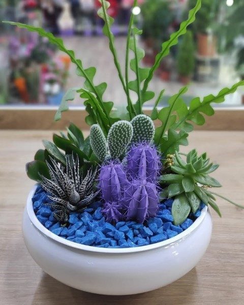 سفارش کاکتوس برای طراحی فضای داخلی نمایشگاه‌ها