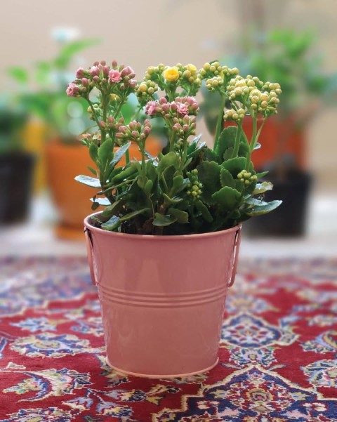 گیاه کالانکوئه برای استفاده در دکور فضاهای کوچک