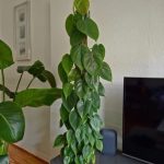 فیلودندرون برگ قلبی برای فضای سبز در آپارتمان