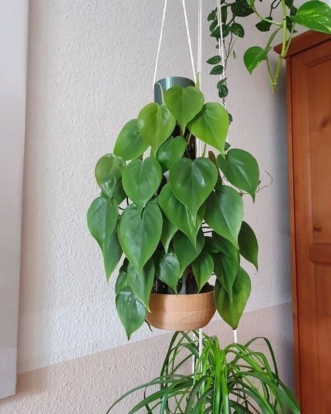 خرید فیلودندرون برگ قلبی برای فضاهای مسکونی و اداری