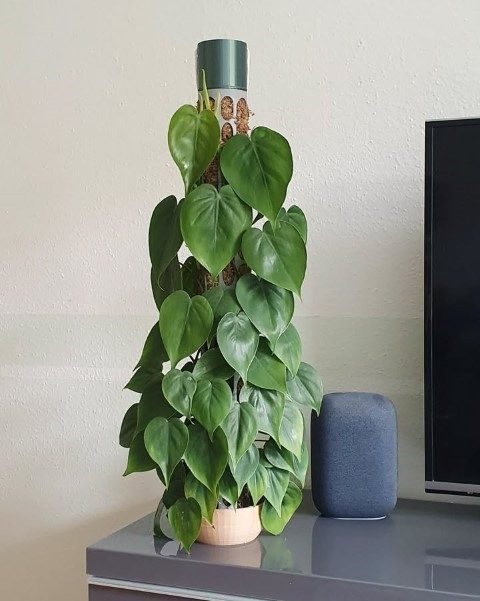 فیلودندرون برگ قلبی برای فضاهای عمومی و اداری