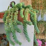سفارش خر دم برای طراحی فضای سبز در باغچه‌های کوچک