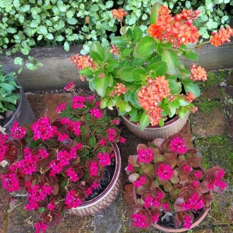 کالانکوئه گیاهی زیبا برای تزئین میزهای پذیرایی