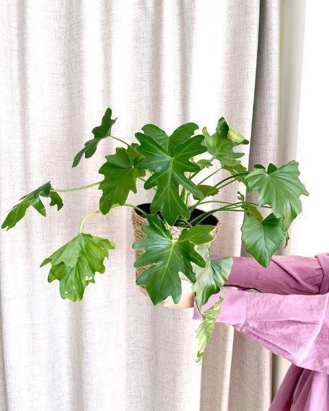 فیلودندرون برگ انجیری برای طراحی داخلی اتاق مطالعه