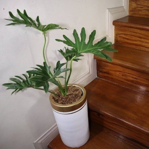 فیلودندرون برگ انجیری برای طراحی فضای تراس