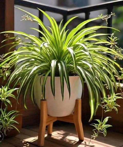 چگونه گیاه سنجاقی را در محیط خانه نگهداری کنیم؟