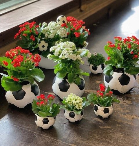 گیاه کالانکوئه برای تزئین دیوار سبز