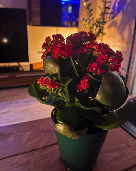 خرید کالانکوئه برای استفاده در دکوراسیون آشپزخانه