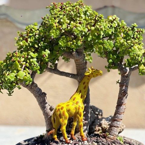 خرید کراسولا خرفه‌ای برای استفاده در گلخانه خانگی