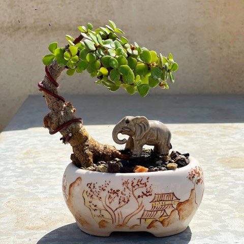 کراسولا خرفه‌ای برای تزئین فضاهای داخلی دفتر کار