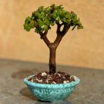 کراسولا خرفه‌ای برای استفاده در فضاهای دارای نور کم