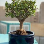 کراسولا خرفه‌ای مناسب برای طراحی فضای سبز منزل
