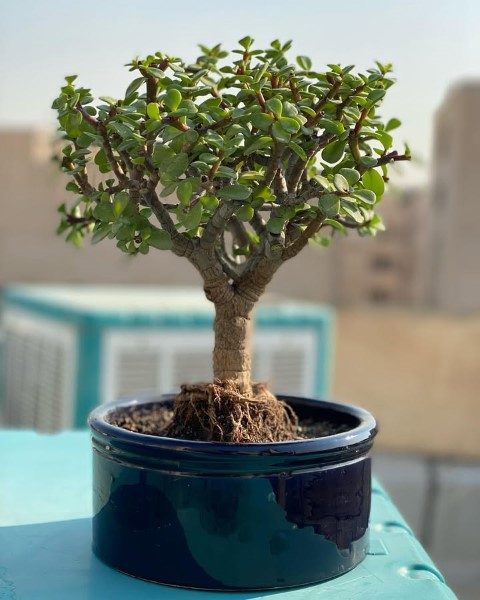 کراسولا خرفه‌ای مناسب برای طراحی فضای سبز منزل