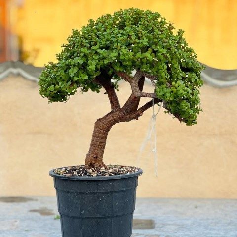 کراسولا خرفه‌ای مناسب برای فضاهای مدرن و شیک