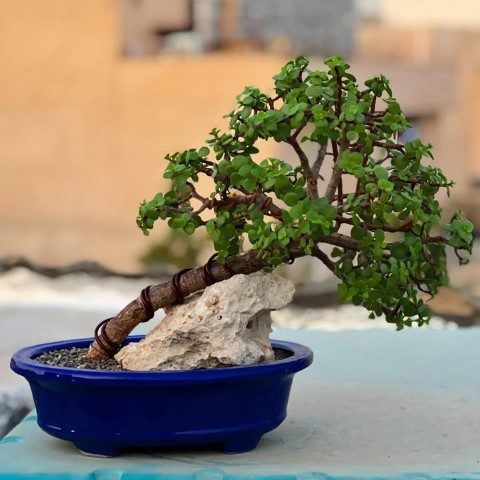 خرید کراسولا خرفه‌ای برای باغچه منزل