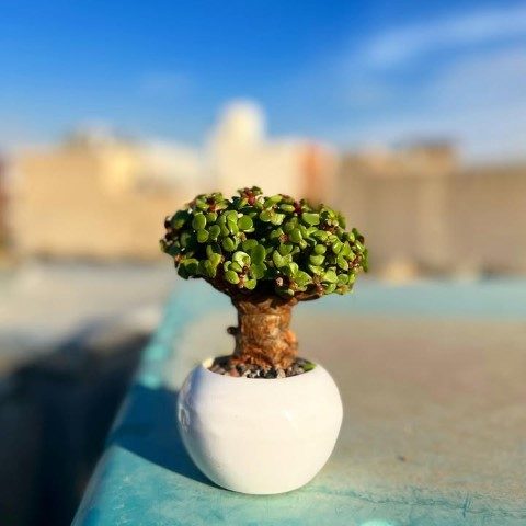 خرید کراسولا خرفه‌ای برای فضای سبز آپارتمان