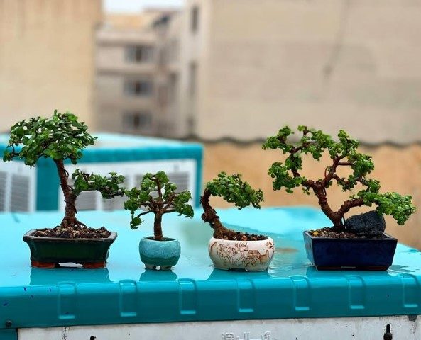 خرید کراسولا خرفه‌ای برای تزئین فضای درمانگاه‌ها